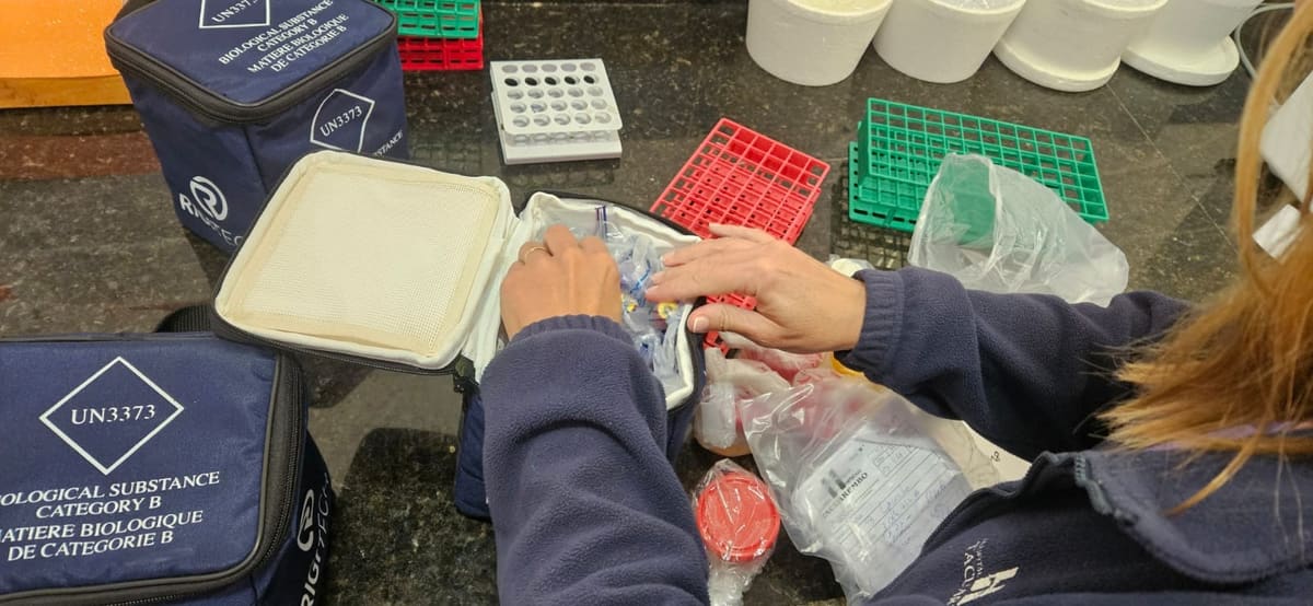 Personal de salud prepara muestras clínicas para su envío en Tacuarembó